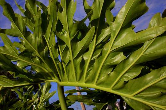 Image of Thaumatophyllum bipinnatifidum