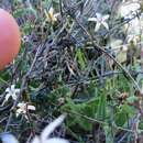 Imagem de Wahlenbergia thunbergiana (H. Buek) Lammers