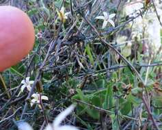 صورة Wahlenbergia thunbergiana (H. Buek) Lammers