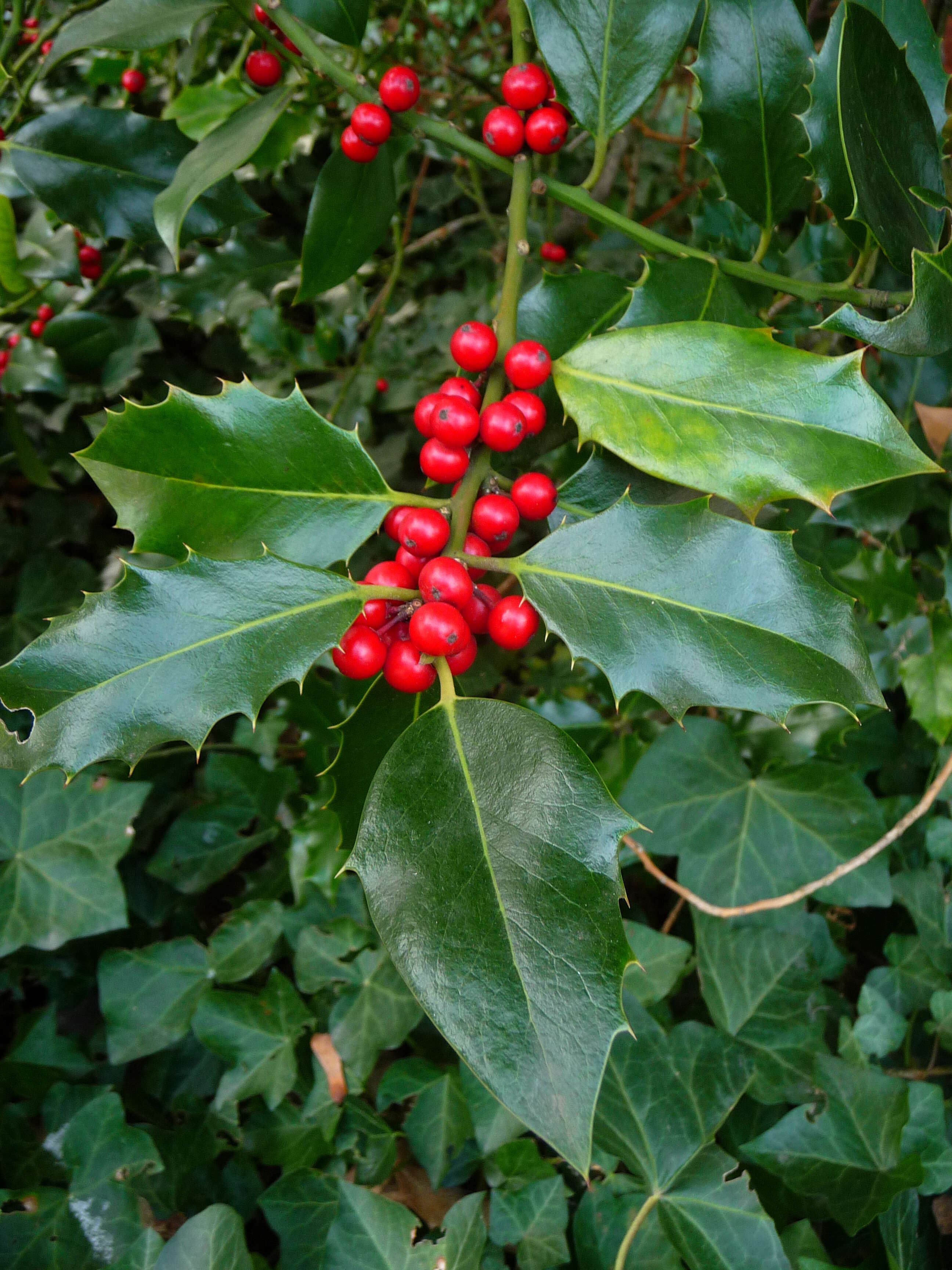 Image of English holly