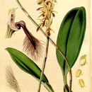 Image of <i>Bulbophyllum saltatorium</i> Lindl.