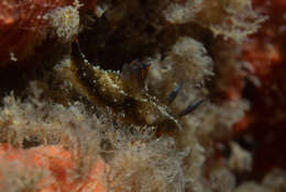 Image of Polycera melanosticta M. C. Miller 1996