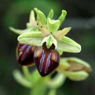 Image of ophrys