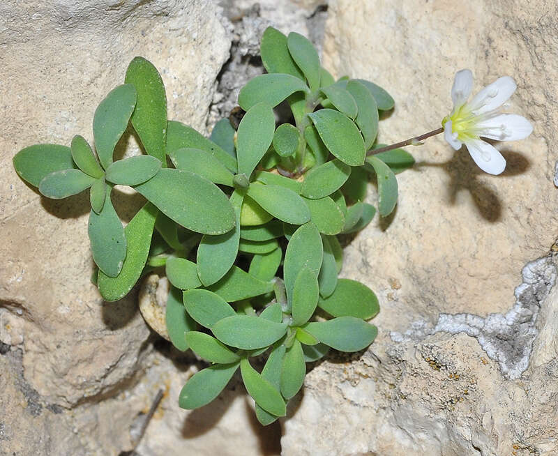 Image of Moehringia intricata subsp. intricata