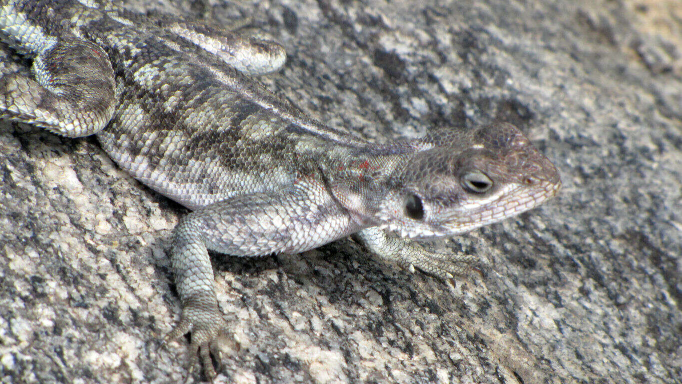 Image of Peters' ground agama