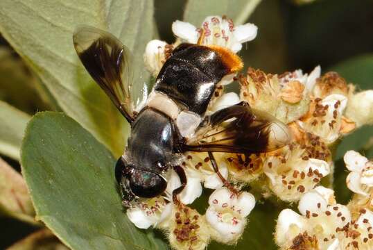 Image of Orangebum Hover Fly