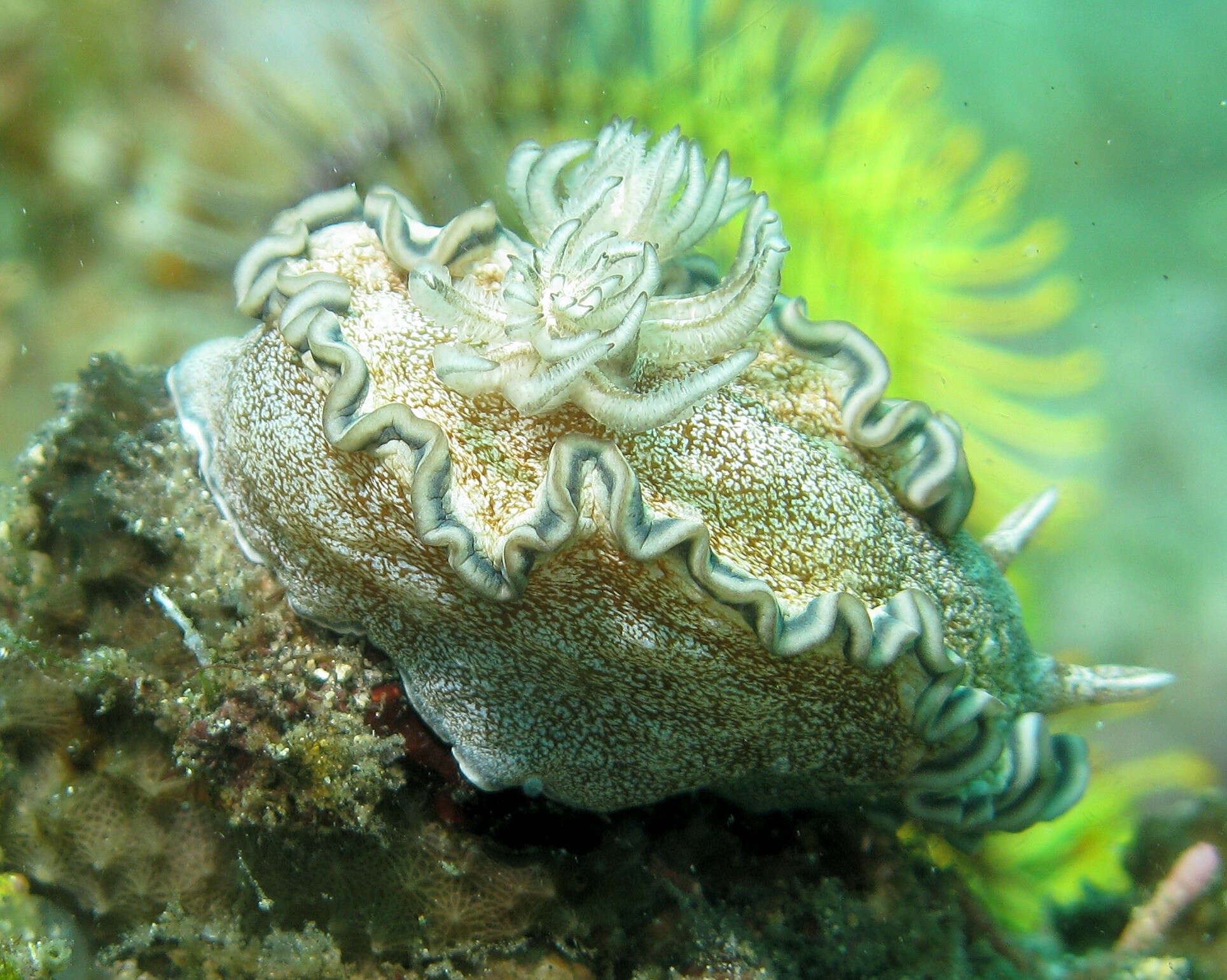 Image de Glossodoris hikuerensis (Pruvot-Fol 1954)