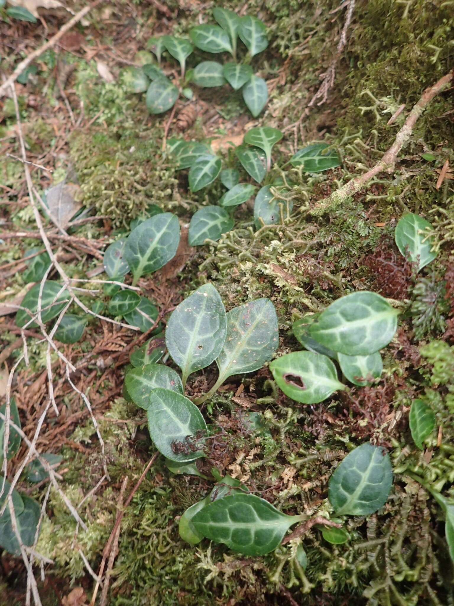 Image of Pyrola alboreticulata Hayata