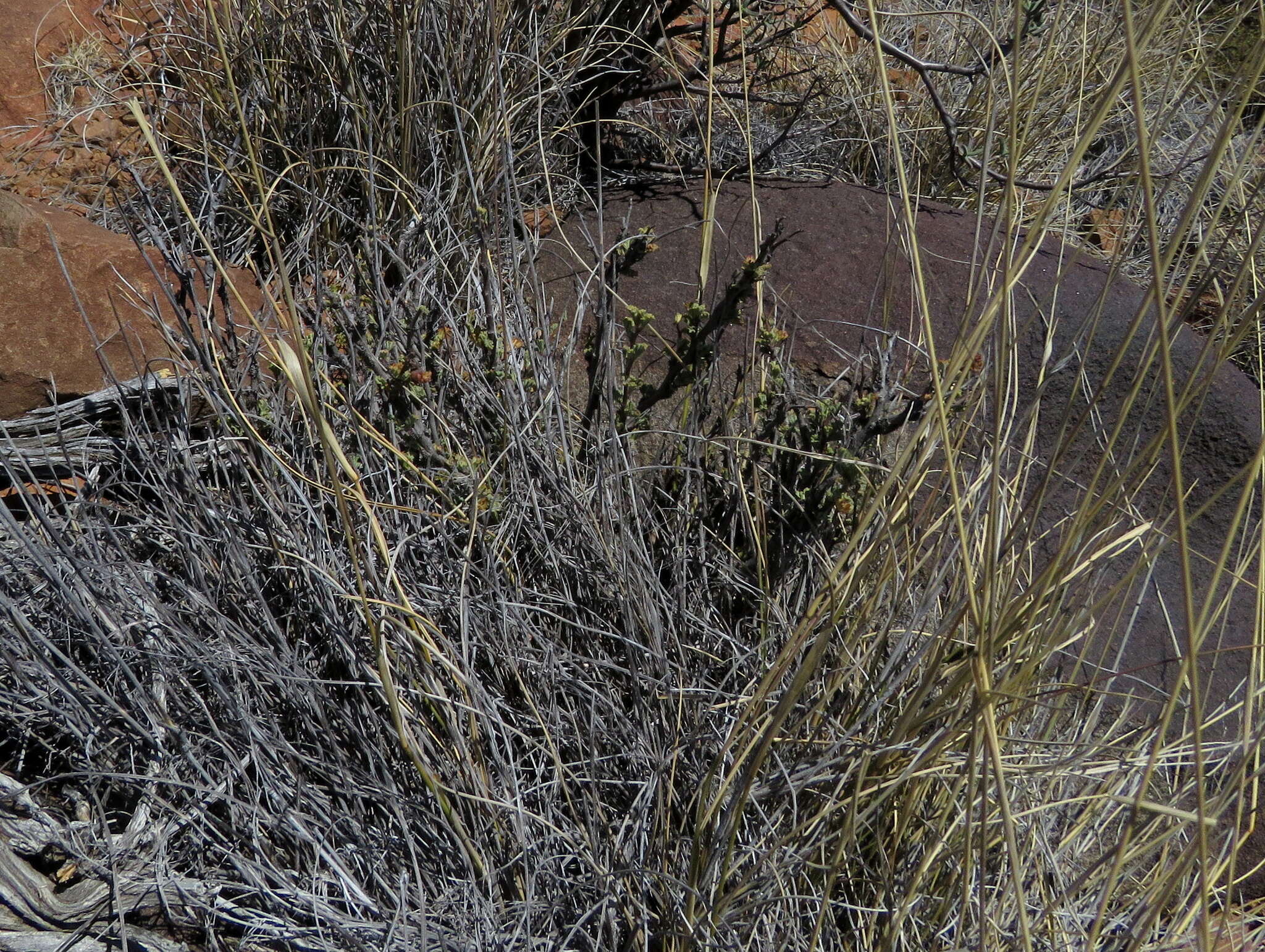 Image of Hermannia desertorum Eckl. & Zeyh.