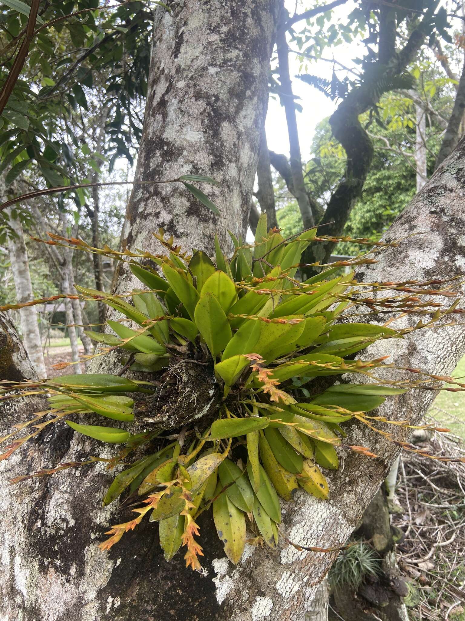 Image of Acianthera glumacea (Lindl.) Pridgeon & M. W. Chase