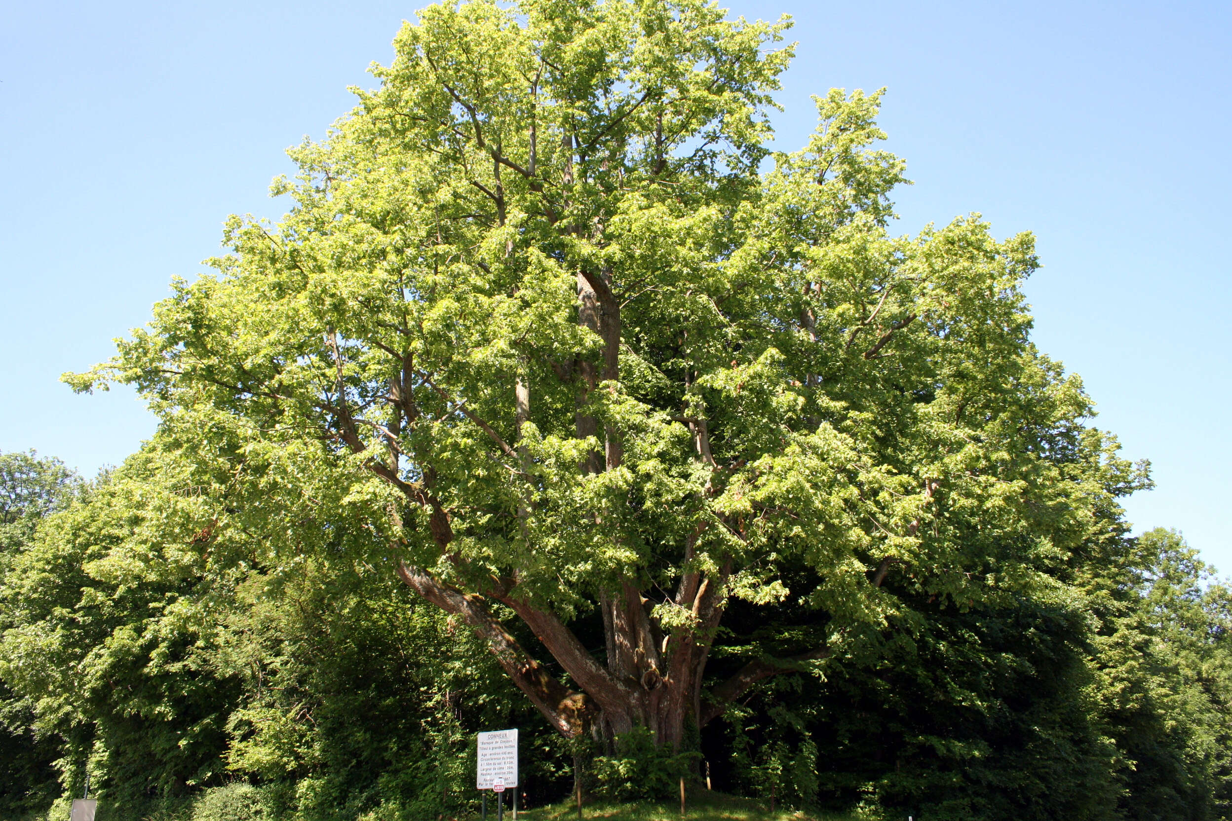 Image of Large-leaved Lime