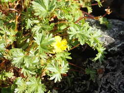 Image de Potentilla elegans Cham. & Schltdl.