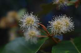 Image of Backhousia leptopetala (F. Müll.) M. G. Harr.