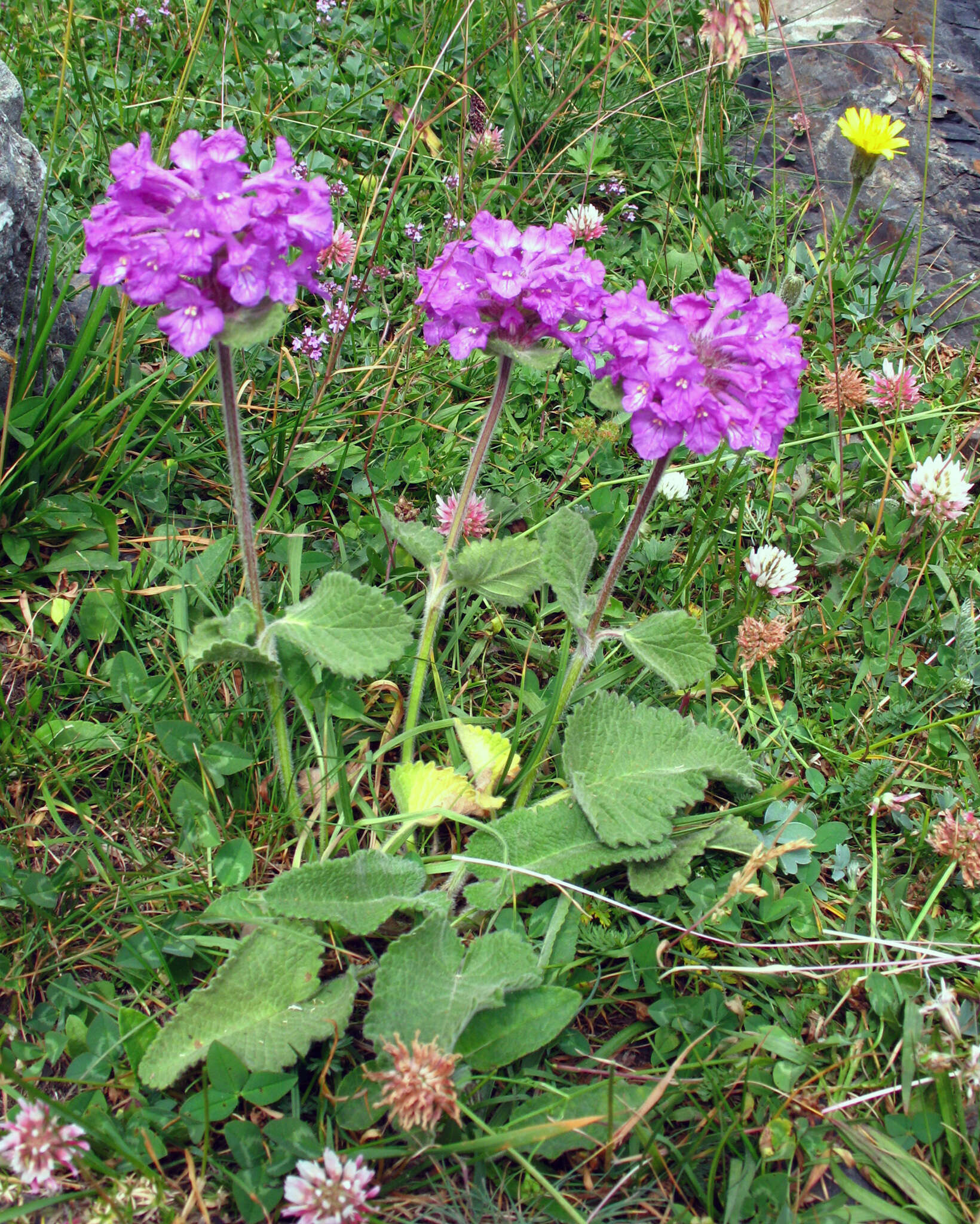 Image de Betonica macrantha K. Koch