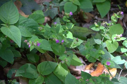 Imagem de Mirabilis violacea (L.) Heimerl