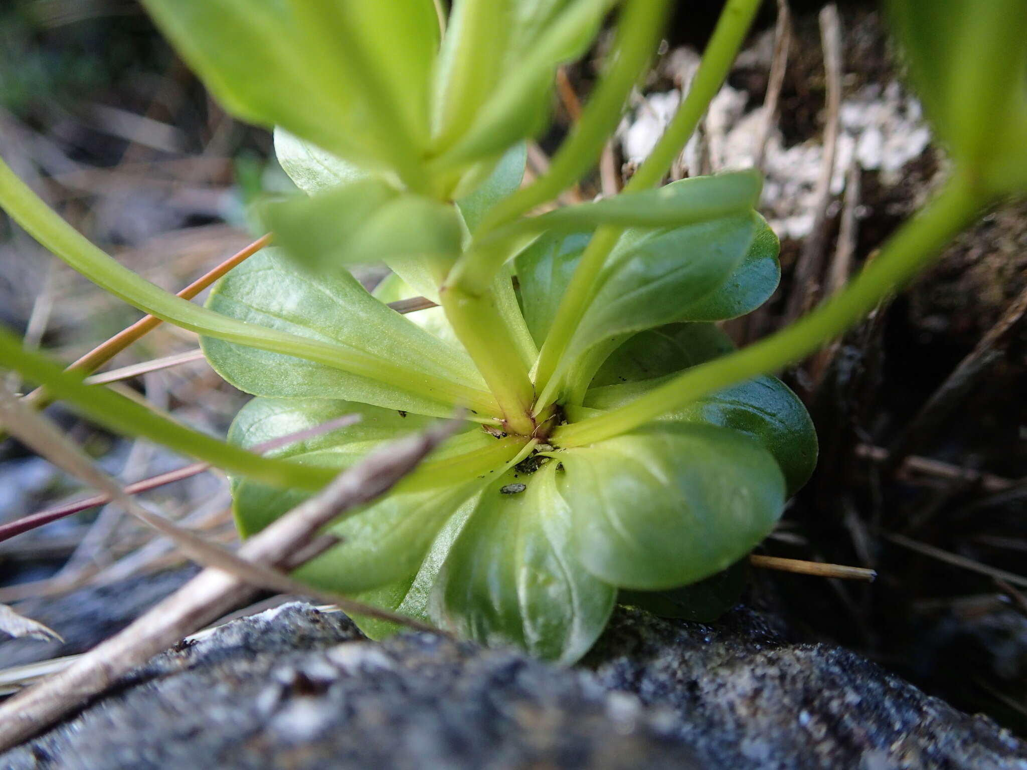 Image of Gentianella divisa (Kirk) Glenny