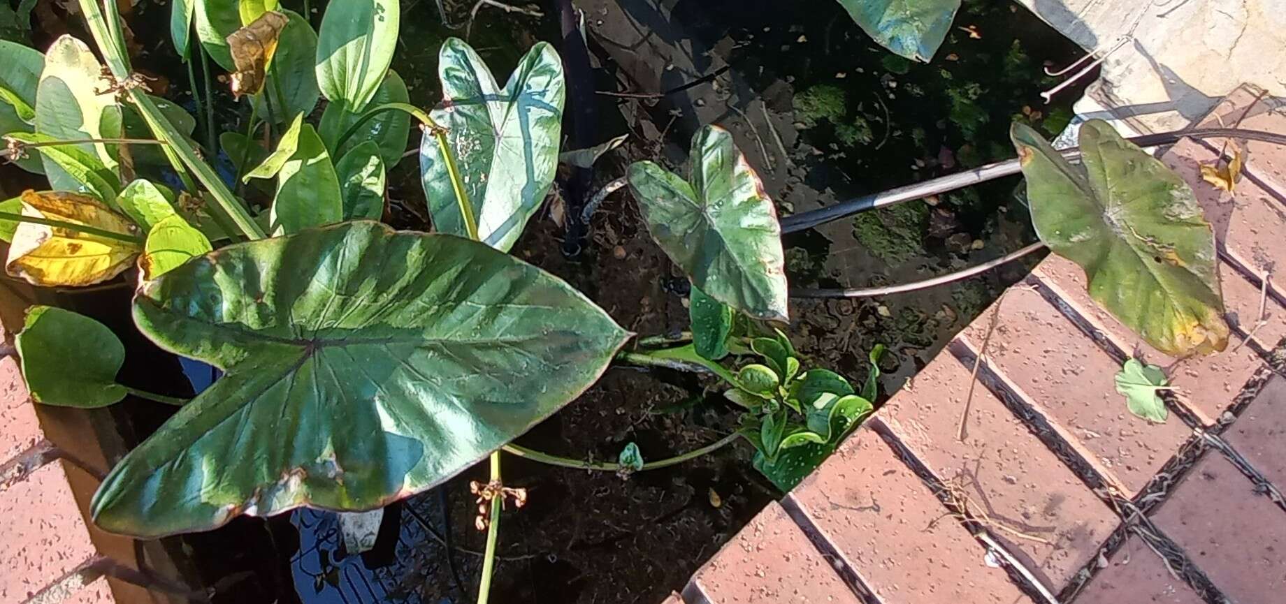 Imagem de Colocasia fontanesii Schott