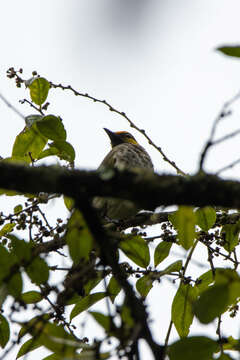 Image of Orange-spotted Bulbul