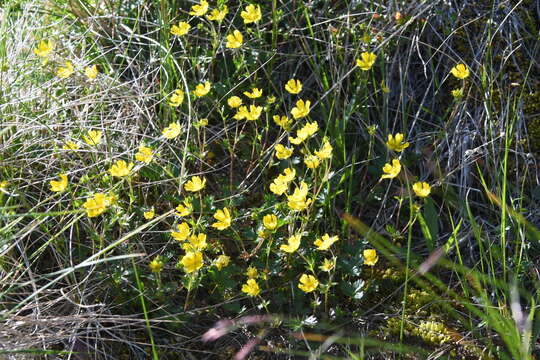 Слика од Potentilla crantzii subsp. gelida (C. A. Mey.) J. Soják