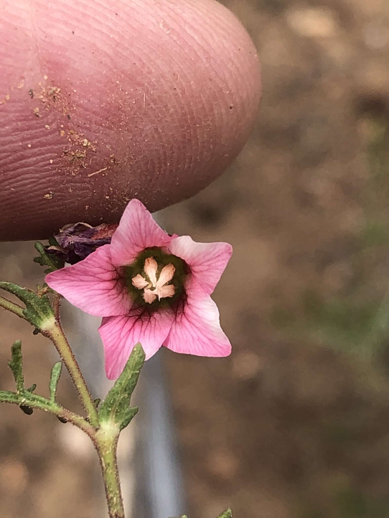 Image of Hermannia bicolor Dinter & Engl.