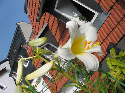 Image of regal lily