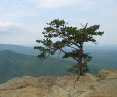 Image of Hickory Pine