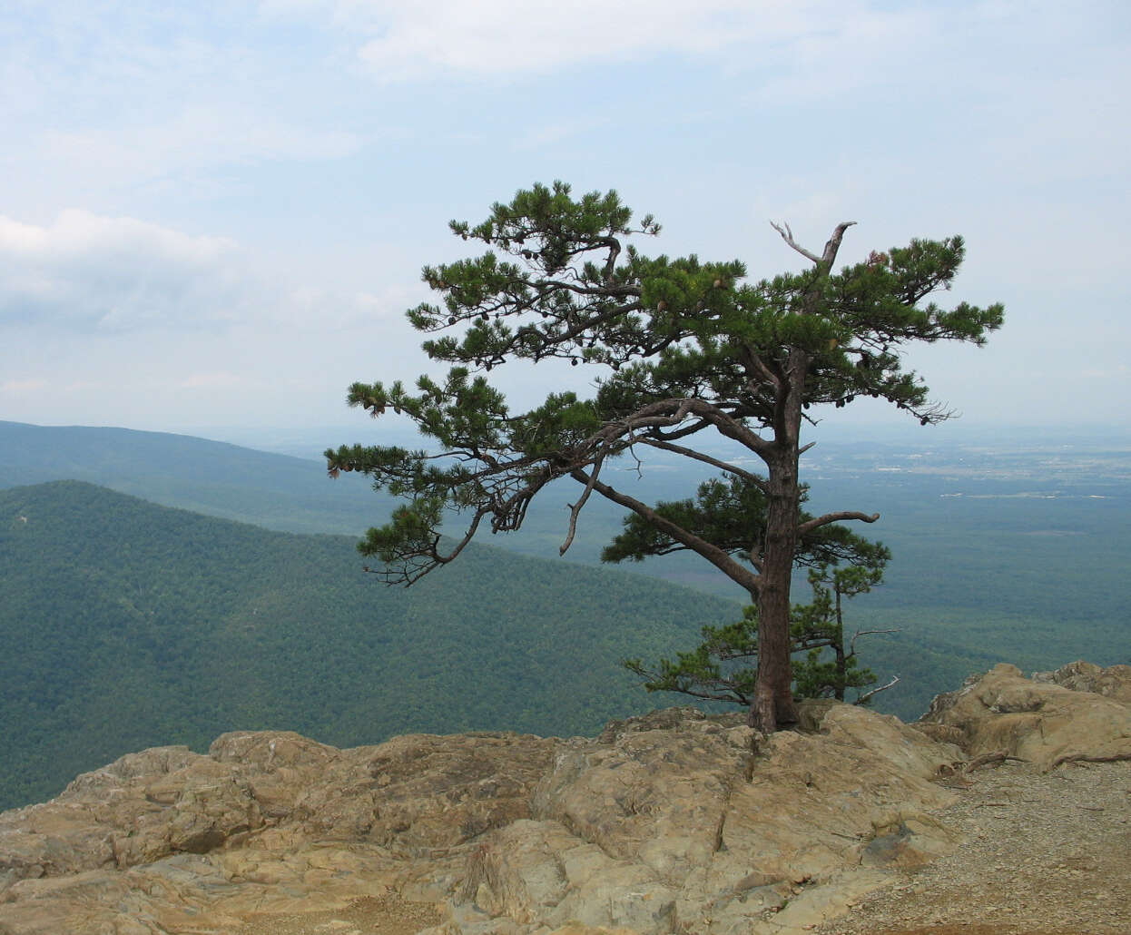 Image of Hickory Pine