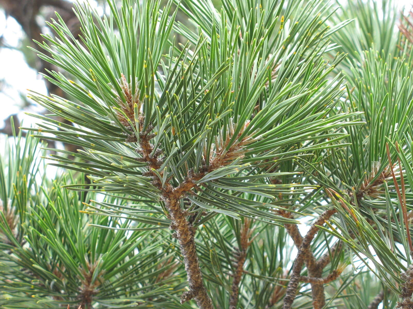 Image of Hickory Pine