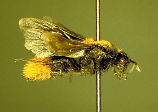 Image of Thistledown Velvet Ant