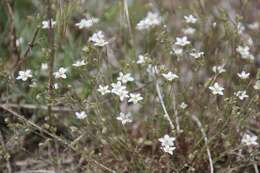 صورة Sabulina glaucina (Dvoráková) Dillenb. & Kadereit