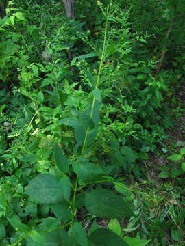 Image de Scrophularia marilandica L.