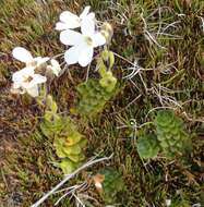 Image of Ourisia glandulosa Hook. fil.