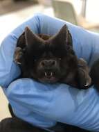 Image of White-striped Free-tailed Bat