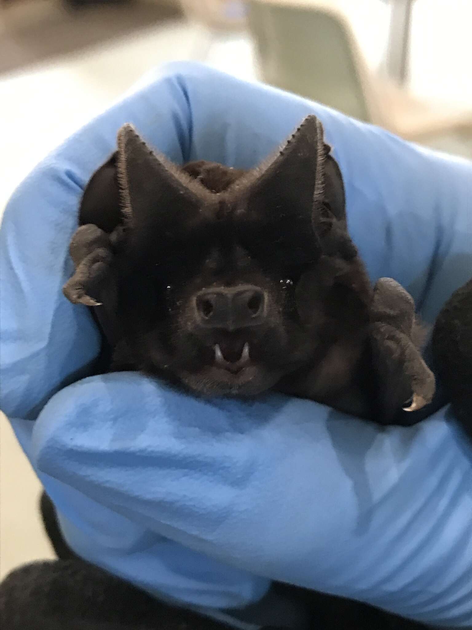 Image of White-striped Free-tailed Bat