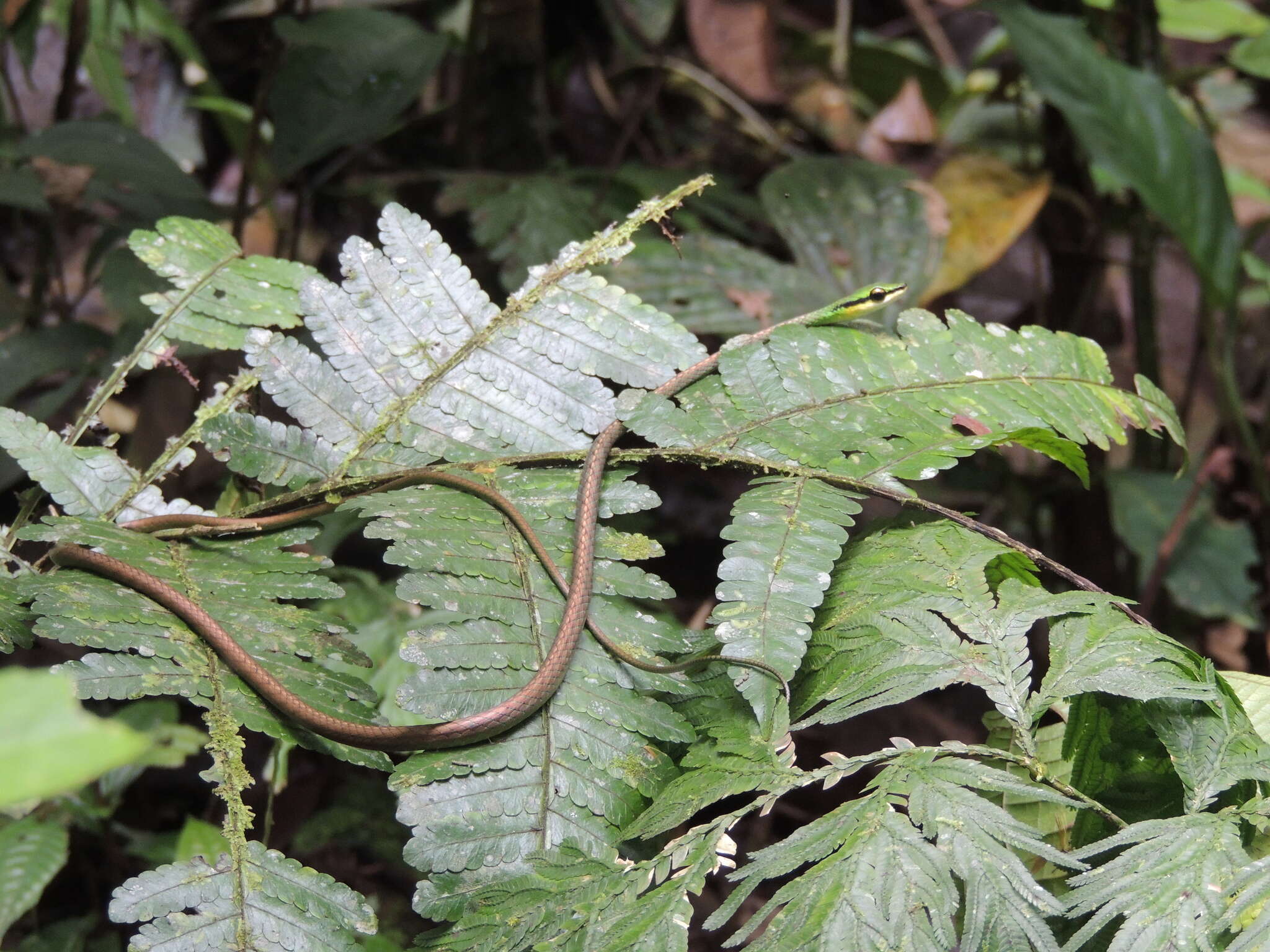 Image of Cope's Parrot Snake