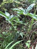 Image of Arisaema consanguineum Schott