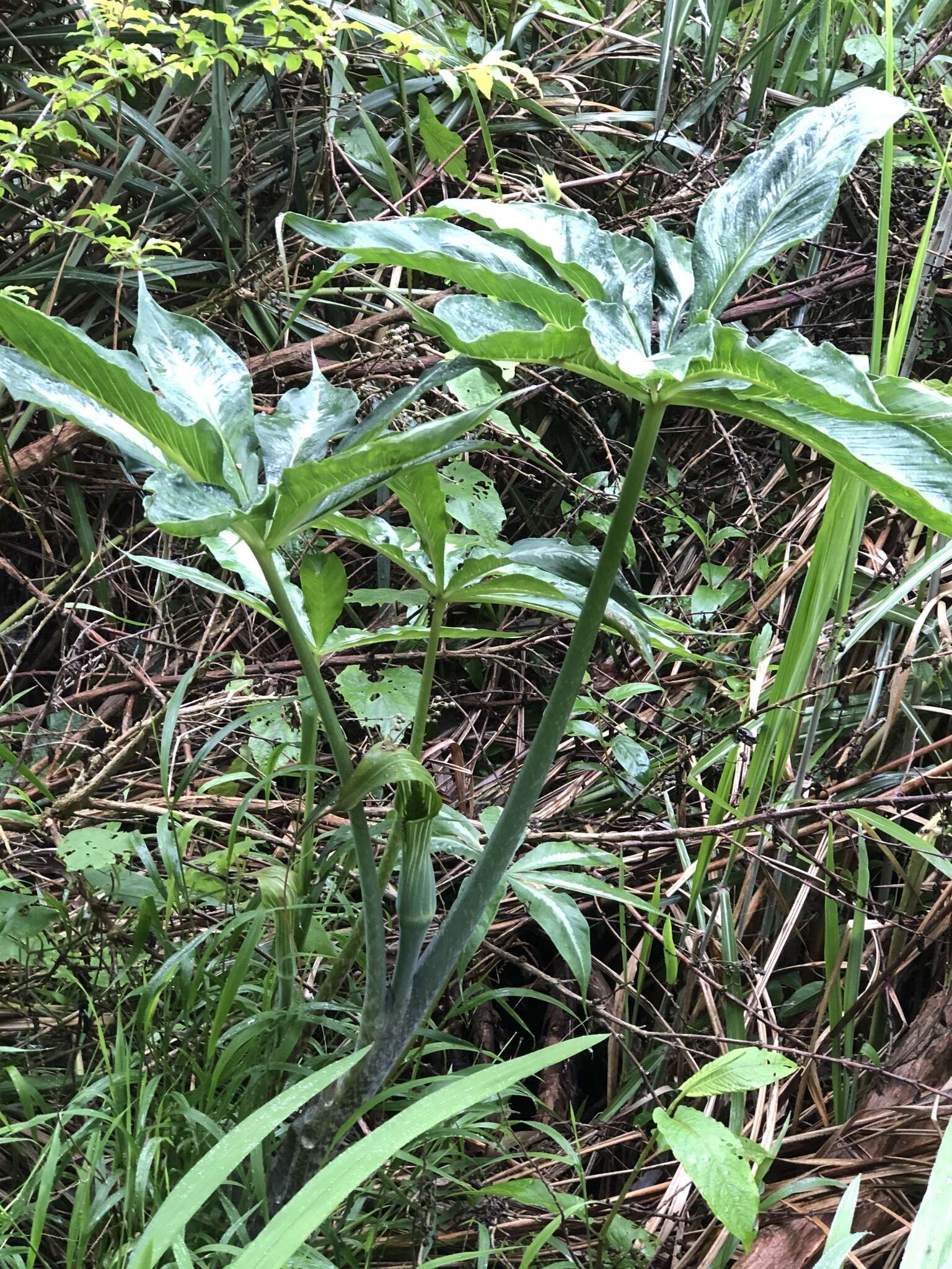 Image of Arisaema consanguineum Schott