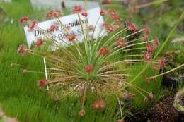 Image of Drosera paradoxa Lowrie