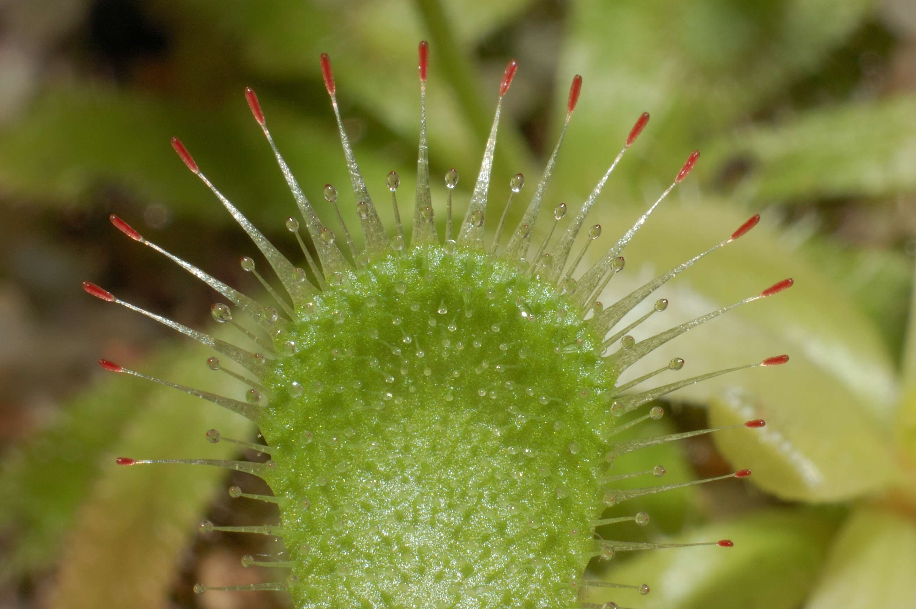 صورة Drosera pauciflora Banks ex DC.