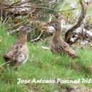 صورة Perdix perdix hispaniensis Reichenow 1892