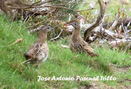 Imagem de Perdix perdix hispaniensis Reichenow 1892