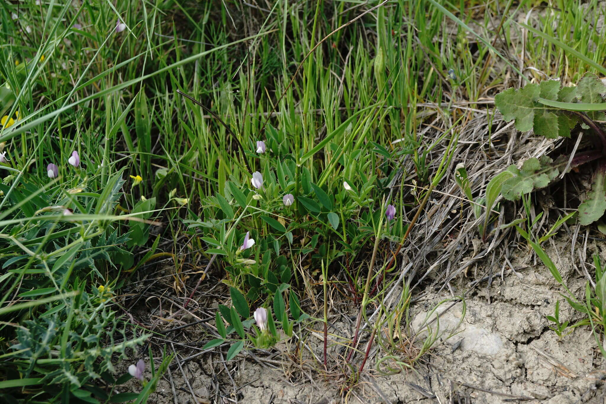 Image of Bithynian vetch