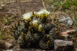 Image of Gymnocalycium reductum var. leeanum (Hook.) Papsch