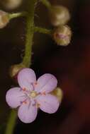 Image of Drosera petiolaris R. Br. ex DC.