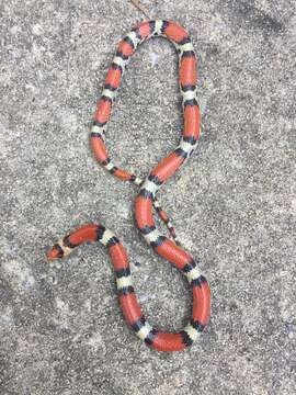 Image of Northern Scarletsnake