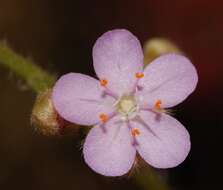 Image of Drosera petiolaris R. Br. ex DC.