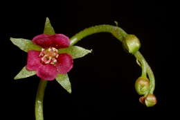 Image of Drosera prolifera C. T. White