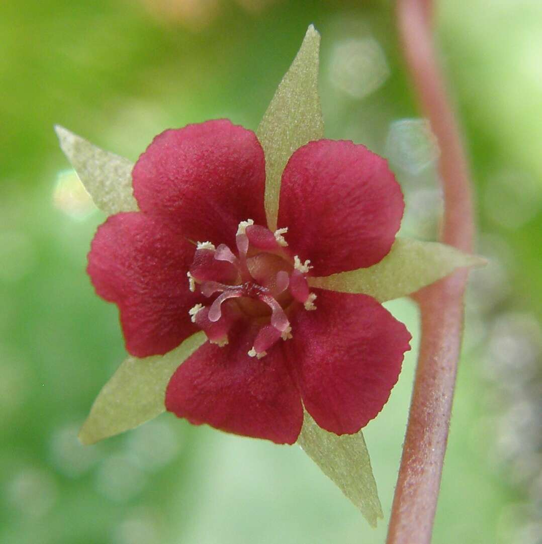 صورة Drosera prolifera C. T. White