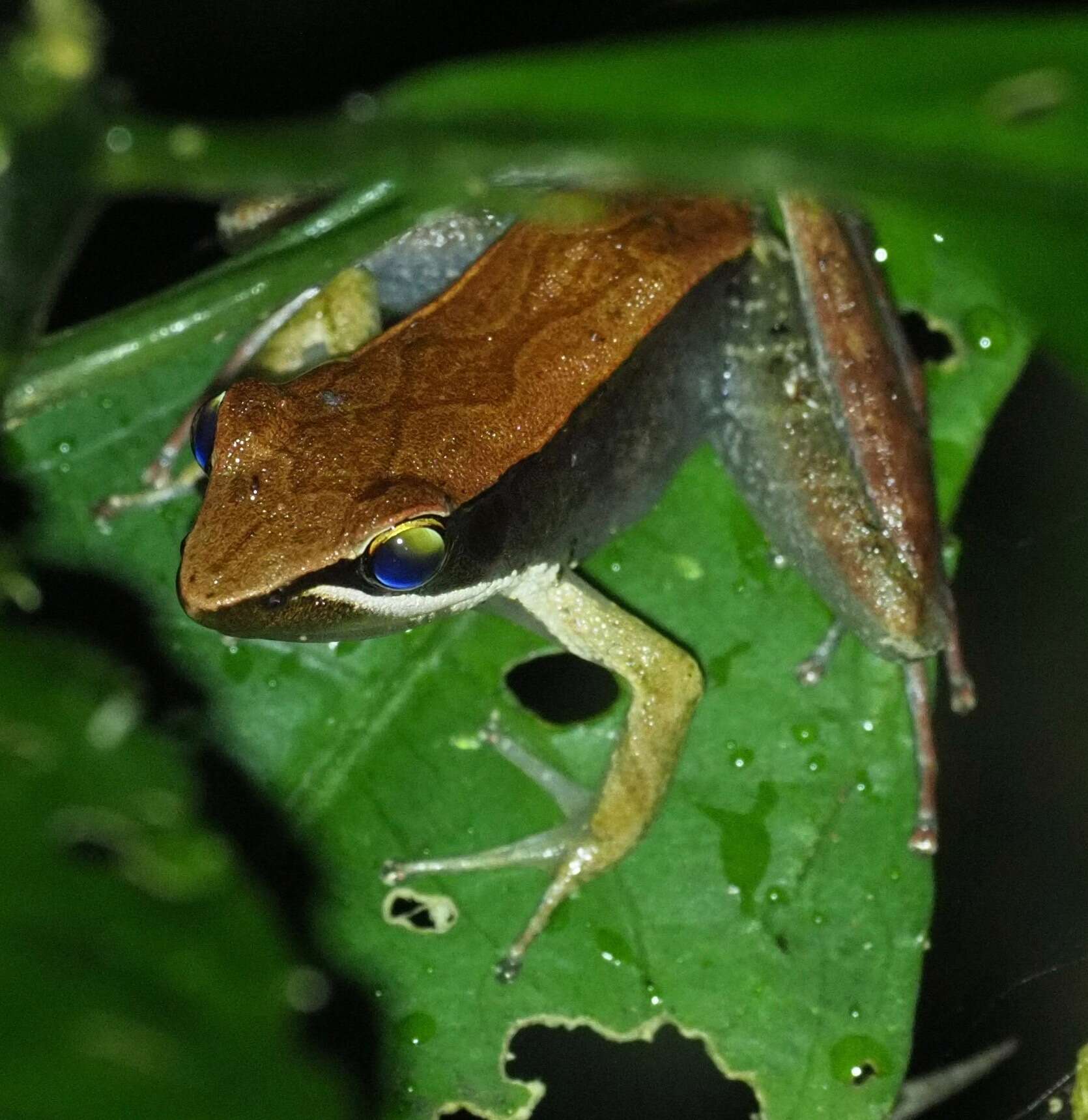 صورة Mantidactylus melanopleura (Mocquard 1901)