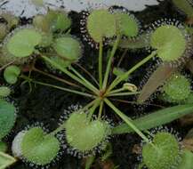 Image of Drosera prolifera C. T. White